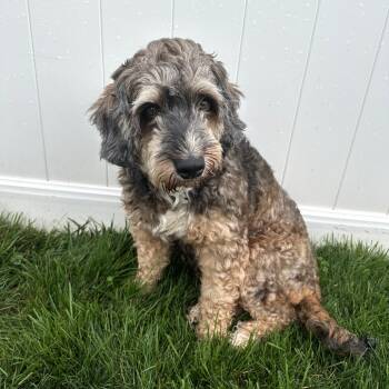 Rescue Bernese Mountain Dog and Poodle Dogs for Adoption - Michelle | PetCurious