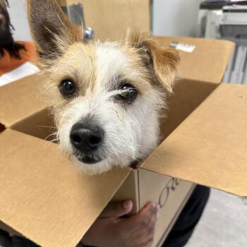 Ginny -  Mixed Breed Dog for Adoption in Philadelphia, Pennsylvania - Ginny | PetCurious