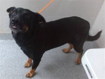 HONEY -  German Shepherd Dog and Mixed Breed Dog for Adoption in Pasadena, Texas - HONEY | PetCurious