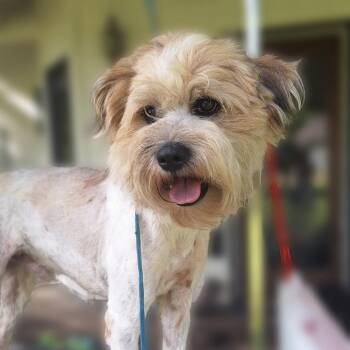 Rescue Terrier Dogs for Adoption in Collinsville, Oklahoma - Bentley | PetCurious