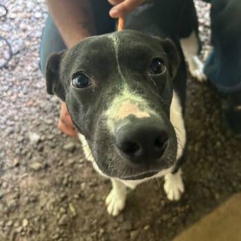 Rescue Labrador Retriever Dogs for Adoption in Franklin, North Carolina - Lamar | PetCurious