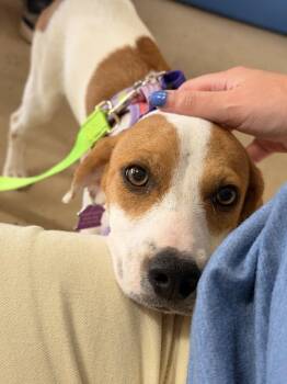 Brandi -  Beagle Dog for Adoption in Mundelein, Illinois - Brandi | PetCurious