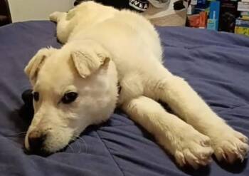 Husky Dogs Available for Adoption in Anchorage, Alaska - Terry | PetCurious