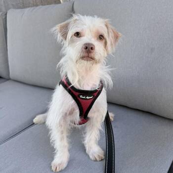 Freddie -  Terrier Dog for Adoption in Mission Viejo, California - Freddie | PetCurious