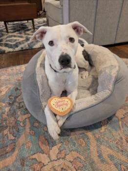 Labrador Retriever and Border Collie Dogs Available for Adoption in Derwood, Maryland - KILO | PetCurious