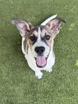 BAKI -  Labrador Retriever and Mixed Breed Dog for Adoption in Newton, North Carolina - BAKI | PetCurious