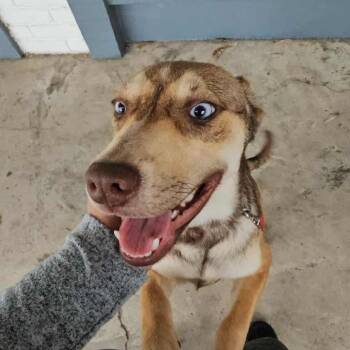 Nicolle -  Shepherd and Hound Dog for Adoption - Nicolle | PetCurious