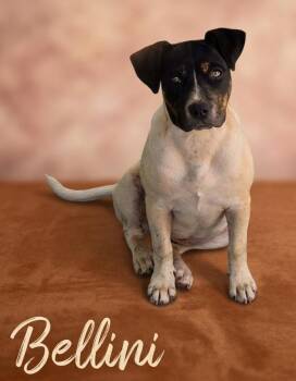 Mixed Breed Dogs Available for Adoption in Rutherfordton, North Carolina - Bellini | PetCurious