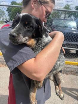 Australian Cattle Dog Blue Heeler Dogs Available for Adoption in Russellville, Kentucky - Sparkles | PetCurious