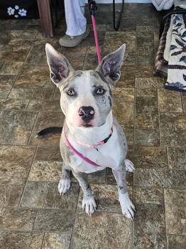 Rescue Catahoula Leopard Dog Dogs for Adoption in Anderson, Indiana - Stormi | PetCurious