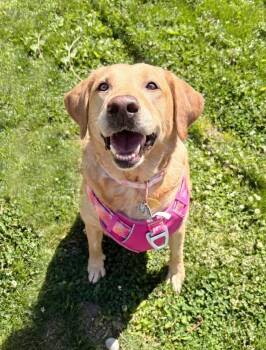 Yellow Labrador Retriever Dogs Available for Adoption in Pontiac, Michigan - Roxy | PetCurious