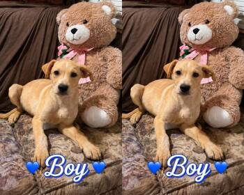 River -  Great Pyrenees and Airedale Terrier Dog for Adoption in Quinlan, Texas - River | PetCurious