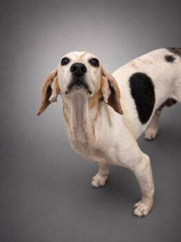 Alice -  Beagle and Mixed Breed Dog for Adoption in Bowling Green, Kentucky - Alice | PetCurious