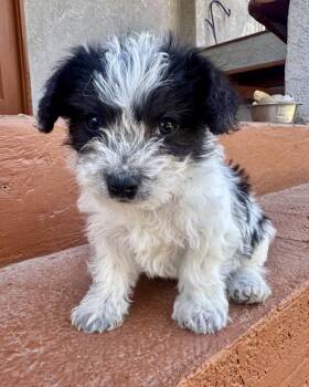 Prince -  Terrier and Mixed Breed Dog for Adoption in Los Angeles, California - Prince | PetCurious