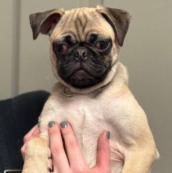 Pug Dogs Available for Adoption - Tonka Jahari | PetCurious