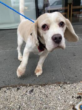 Beagle Dogs Available for Adoption in Dallas, Texas - MAXIMUS | PetCurious