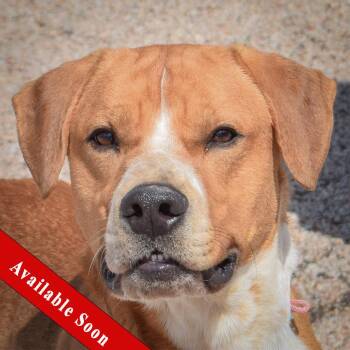 American Bulldog and Boxer Dogs Available for Adoption in Huntley, Illinois - Oscar | PetCurious