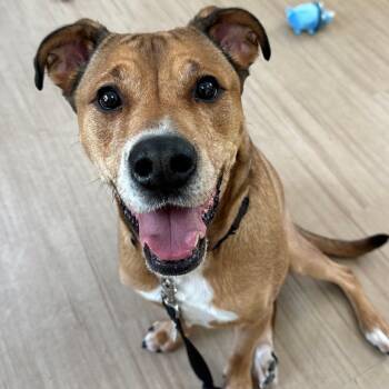 Mixed Breed Dogs Available for Adoption in Aldie, Virginia - Draco | PetCurious