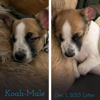 Rat Terrier and Chihuahua Dogs Available for Adoption - SPONSOR OR FOSTER ME - Koah | PetCurious