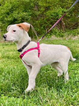 Labrador Retriever and Hound Dogs Available for Adoption in Trenton, New Jersey - Luna | PetCurious