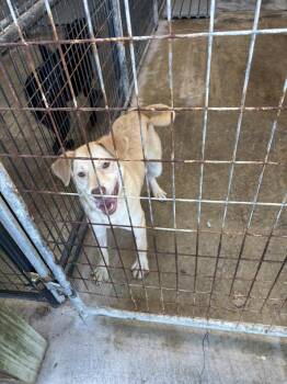 Mixed Breed Dogs Available for Adoption in Heuvelton, New York - Skye | PetCurious