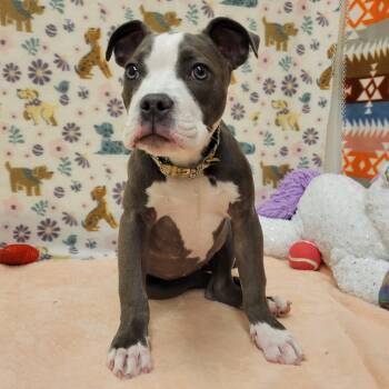 Bulldog Dogs Available for Adoption in Alpine, Texas - Soniya Twain | PetCurious