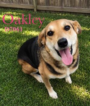 Shepherd and Mixed Breed Dogs Available for Adoption in Clarksville, Tennessee - Oakley | PetCurious