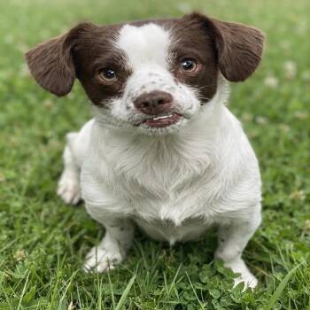 Dash -  Cavalier King Charles Spaniel and Mixed Breed Dog for Adoption in Las Vegas, Nevada - Dash | PetCurious