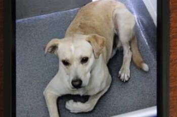 Rescue Labrador Retriever and Mixed Breed Dogs for Adoption in Weatherford, Texas - Malcolm | PetCurious