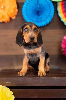 798-26 -  Hound Dog for Adoption in Brighton, Colorado - 798-26 | PetCurious