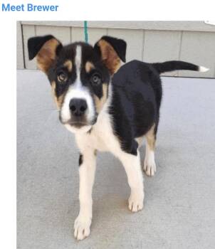 Brewer -  Siberian Husky and Australian Cattle Dog Blue Heeler Dog for Adoption in Salt Lake City, Utah - Brewer | PetCurious
