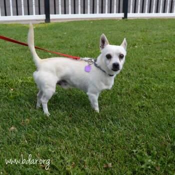 Poe -  Chihuahua and Mixed Breed Dog for Adoption in Cheyenne, Wyoming - Poe | PetCurious