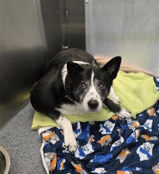 MILLY -  Mixed Breed Dog for Adoption in Dallas, Texas - MILLY | PetCurious