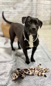 Labrador Retriever and Mixed Breed Dogs Available for Adoption in Muskegon, Michigan - Pearl | PetCurious