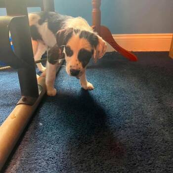 D.C. -  Mixed Breed Dog for Adoption in Fredericksburg, Virginia - D.C. | PetCurious