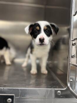 Australian Shepherd Dogs Available for Adoption - Scott | PetCurious