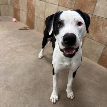 Kakuna -  Mixed Breed Dog for Adoption in Spokane, Washington - Kakuna | PetCurious