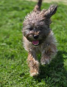 BEAR - BLUE COLLAR -  Shih Tzu Dog for Adoption in Moberly, Missouri - BEAR - BLUE COLLAR | PetCurious