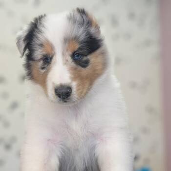 Collie Dogs Available for Adoption in Riverside, California - Journey | PetCurious