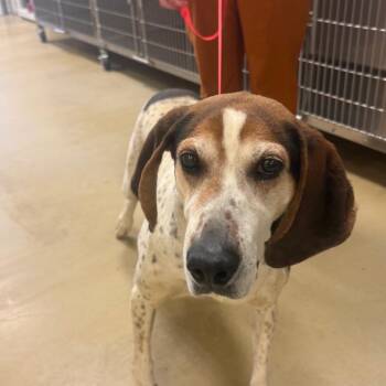 Tallulah -  Mixed Breed Dog for Adoption in Park City, Utah - Tallulah | PetCurious