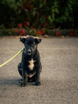 Rescue Husky Dogs for Adoption in Laval, Quebec - Casper | PetCurious