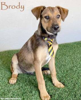 Rescue German Shepherd Dog and Labrador Retriever Dogs for Adoption in San Diego, California - Brody | PetCurious
