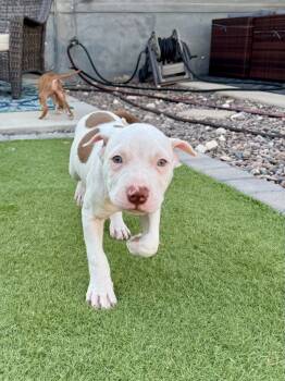Rescue Pit Bull Terrier and Bull Terrier Dogs for Adoption in Phoenix, Arizona - Ruffnut | PetCurious
