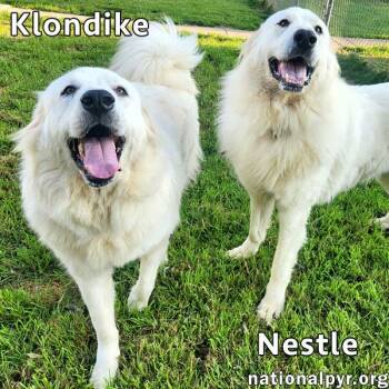Nestle & Klondike in KY - Playful & Friendly Pair -  Great Pyrenees Dog for Adoption in Beacon, New York - Nestle & Klondike In KY - Playful & Friendly Pair | PetCurious