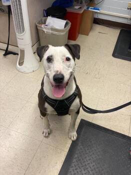 Rescue Pit Bull Terrier and Mixed Breed Dogs for Adoption in Stockton, California - HOLLY | PetCurious