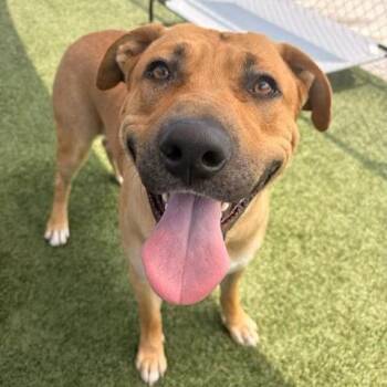 Pit Bull Terrier Dogs Available for Adoption in Hawthorne, California - Luka | PetCurious