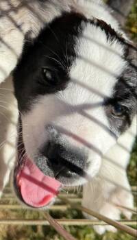 Burton -  Border Collie Dog for Adoption - Burton | PetCurious