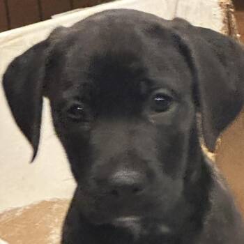 Black Labrador Retriever Dogs Available for Adoption - Midnight1 | PetCurious