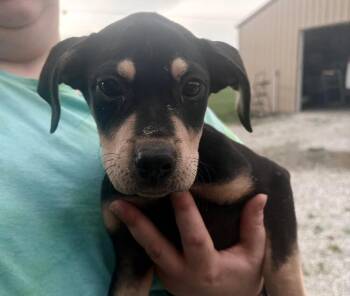 Piglet -  Labrador Retriever Dog for Adoption in Bolivar, Missouri - Piglet | PetCurious