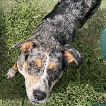 Rory -  Mixed Breed Dog for Adoption in Upper Township, New Jersey - Rory | PetCurious